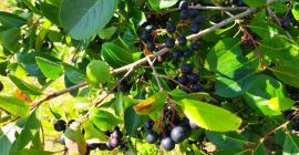 Se vende aronia, unas 60 toneladas