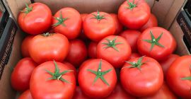 hola tengo a la venta un tomate rojo precio