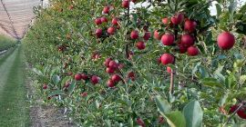 Tenemos 27 variedades de manzanas, en total tenemos 2500