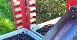 Se vende aronia, cosecha mecánica. La cantidad es de