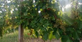 Están vendiendo uvas para vino, royal feteasca, de la