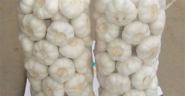 Suministramos, Jengibre, ajo, maíz amarillo, aguacates, vainas de vainilla