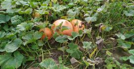 Tengo a la venta calabazas gigantes, perfectas para varios