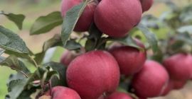 Venderé una manzana de alta calidad, en color, tamaño,