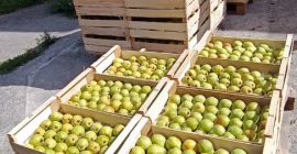 Vendo pera de gran calidad de mi propio huerto),