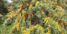 Bayas de espino amarillo de primera calidad de plantaciones