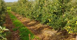 Vendo campeon e idared en cualquier empaque sin granizo