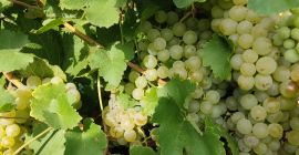 Vendo uvas para vino de las variedades feteasca regala