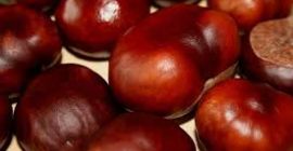 Hola, llevamos varios años comprando castañas en el Voivodato