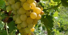 Venderé uvas de muy buena calidad en grandes cantidades.