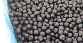 E-cleaning arándanos silvestres (forest blueberry) HACCP También hay arándanos