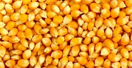 Maíz amarillo disponible diariamente para la compra a tarifas