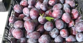 Bienvenido, vendemos ciruelas de la variedad Amers Wizjon, presidente,