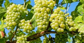 Vendo uva de mesa y vino producida en 2022,