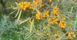 Espino amarillo congelado BIO con certificado de calidad