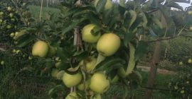 Gala schniga a la venta unas 150 t Golden