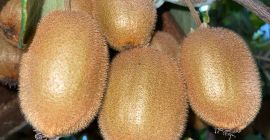 El productor agrícola ha organizado una granja 100% orgánica,