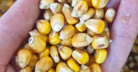 AGRO de Ucrania, cerca de la frontera con Polonia.