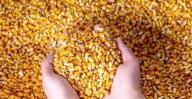 Maíz en grano, cosecha 2021, humedad 13% - 14%