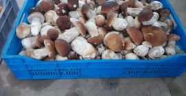 Venderé champiñones frescos - boletus. Hongos recolectados en los