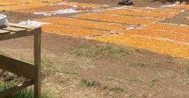 El transporte de 3500 kg de la cosecha seca