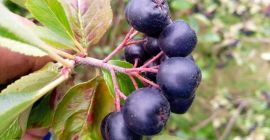 Aronia ecológica con certificado