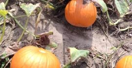 Venta de calabazas de Halloween. Variedades Gomez, Spitfire, Racer