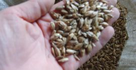 HECHIZO ORGÁNICO CON CERTIFICADO EN CÁSCARA, LIMPIO DESPUÉS DE