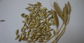 GRANO ORGÁNICO AUTOPERFECTO PARA MOLIENDA O SIEMBRA, CERTIFICADO ECO,