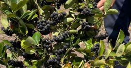 Tenemos alrededor de 100 decáreas de Viking aronia -