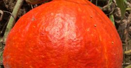 A la venta cantidades al por mayor de calabazas