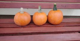 Venta de calabazas variedad Gomez. Muy bien coloreado. Calibre