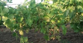 Venta de uva Feteasca regala, Galbena de Odobesti y