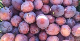 Hola, tengo grandes cantidades de ciruelas a la venta.