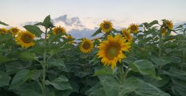 Venderé semillas de girasol para aceite (alrededor de 20