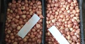 Cebollas de cultivo natural sin riego muy dulces