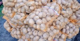 Papas VINETA buen calibre SIN ENFERMEDADES Y ROYA DEL