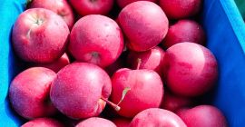 Gale Schnicored a la venta.