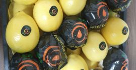 Mayer de limón fresco disponible para exportación