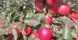 Venderé manzanas, mosto de gala. También tengo muchas otras