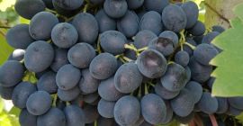 Vendemos uva de mesa, la variedad &quot;Moldavia&quot;. ¡Dulce!