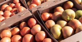 Venderé tomates frescos de Bielorrusia. Sólo Cantidades TIR. tel.