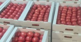 Venderé tomates frambuesa frescos de Bielorrusia. Sólo Cantidades TIR.