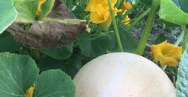 Vendo calabazas gigantes, sin ningún abono, es perfecta para