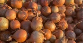 Venderé cebollas bonitas y secas. Unas 40 Tn. Posibilidad