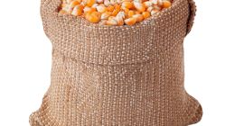 El MAÍZ se clasifica ampliamente como un alimento integral,
