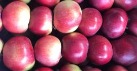 LOBO en venta. Detalles a convenir.