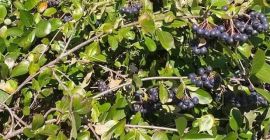 Se vende fruta aronia - precio negociable, según cantidad.