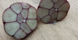 Vendo ajo harnas. Zdorwy perfecto para plantar oras para