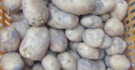 Vendo patatas directamente del campo, variedad Ignacy, precio negociable